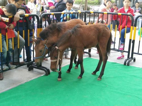 達州市蝴蝶標(biāo)本動物標(biāo)本出租地產(chǎn)活動方案