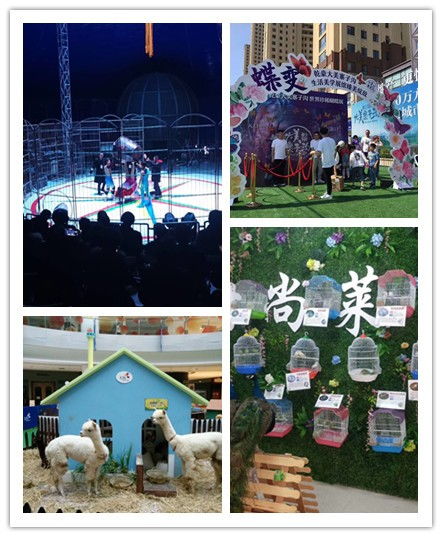 泗洪縣鸚鵡表演出租價格明細(xì)