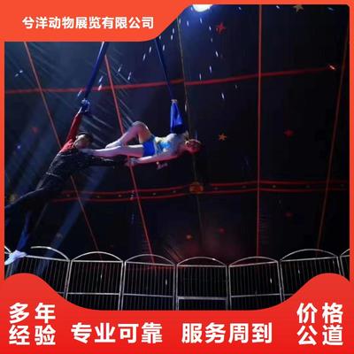 馬戲團(tuán)/羊駝_海洋展租賃效果滿(mǎn)意為止