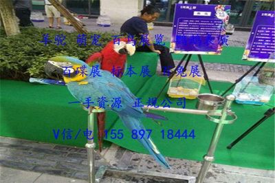 濟(jì)寧市馬戲團(tuán)表演出租暖場互動(dòng)的羊駝?wù)褂[租賃報(bào)價(jià)